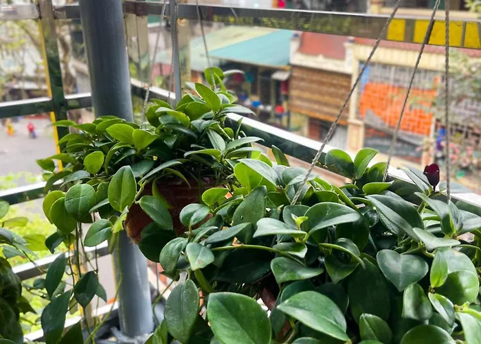 Sunny Garden Balcony In Old Quarter, Free Laundry, Free Water
